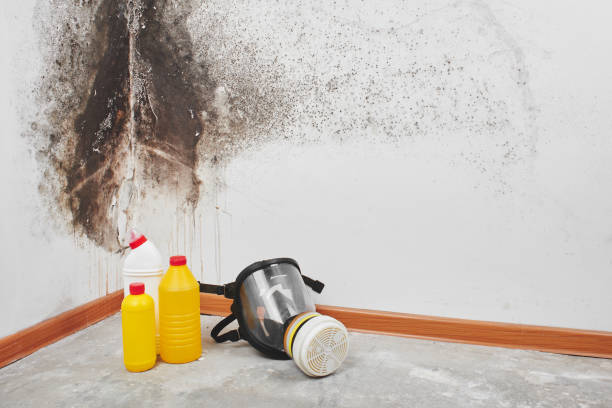 Best Toxic Mold Removal  in Richmond, VA
