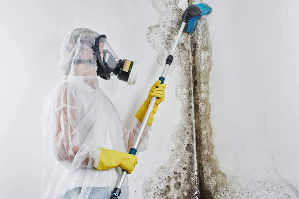 Best Mold Testing  in Richmond, VA