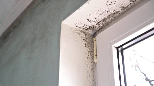 Best Mold Removal Near Me  in Richmond, VA