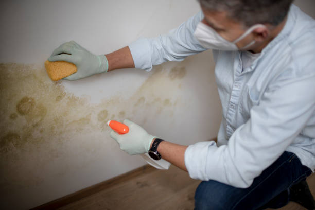 Best Black Mold Removal  in Richmond, VA