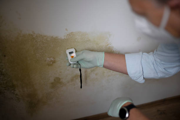 Best Mold Cleaning Services  in Richmond, VA