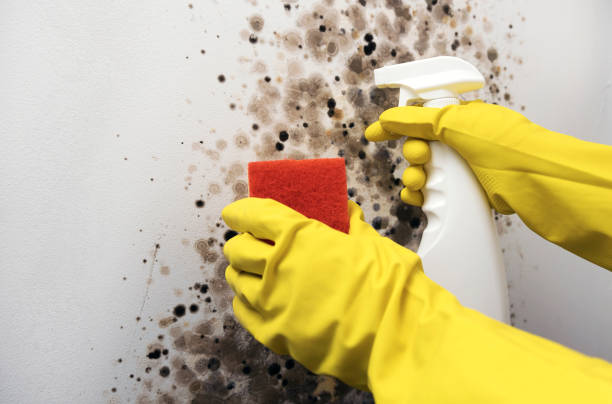 Best Mold Testing  in Richmond, VA