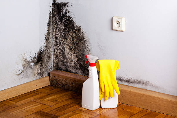 Certified Mold Removal in Richmond, VA