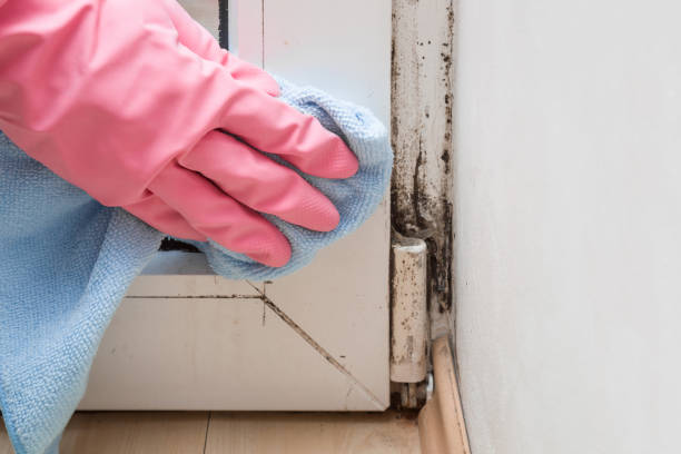 Best Toxic Mold Removal  in Richmond, VA